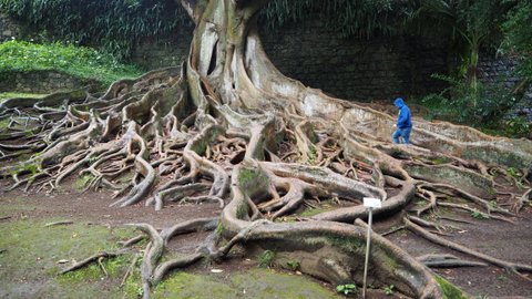 Botanical garden in the Azores